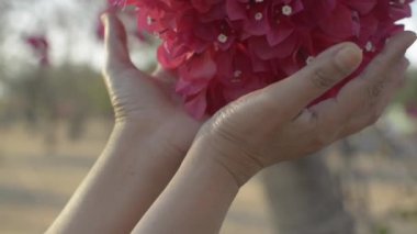 Çiçek açan kağıt çiçek buketi ya da bougainvillea ağacın dalında sallanıyor. Yaz mevsiminde kırmızı tropik çiçekleri nazikçe tutan kadının elleri. Yavaş çekim.