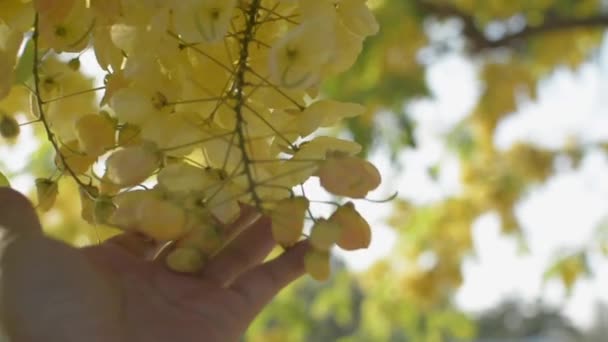夏に太陽の光の下でインドのラクラムの花やゴールデンシャワーの花のクローズアップが開花しています 人の手は木の枝に優しく熱帯の黄色の花に触れます — ストック動画