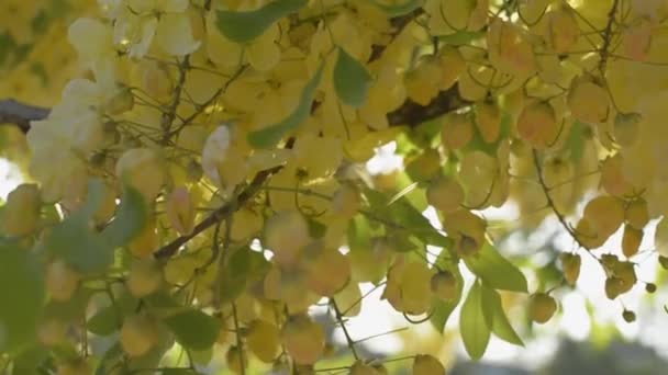 夏に太陽の光の下でインドのラクラムの花やゴールデンシャワーの花のクローズアップが開花しています 熱帯黄色の花の花束が木の枝に揺れている スローモーション — ストック動画