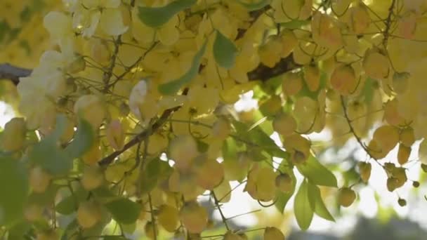 Close Van Indiase Laburnum Bloem Golden Douche Bloem Bloeien Onder — Stockvideo