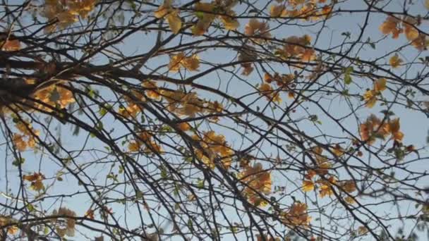 Blossoming Paper Flowers Bougainvillea Branch Tree Blue Sky Remaining Tropical — Stockvideo