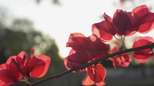 開花した紙の花やブーゲンビリアを閉じると 木の枝に揺れています 夏の日没時に 熱帯の赤い花を咲かせます スローモーション — ストック動画