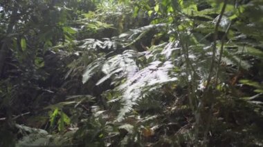 Yaz ormanındaki yaprakların üzerinde güneş ışığı parlıyor. Güneş ışığı altında yoğun tropikal yağmur ormanı bitkilerini kapatın. Yavaş çekim..