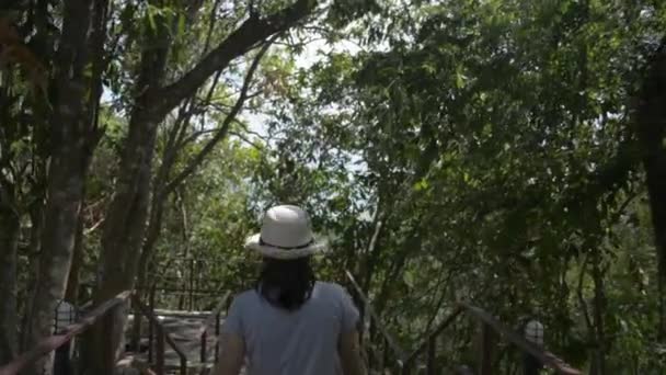 Задний Вид Женщины Природозащитницы Идущей Через Тропический Лес Смотрящей Красоту — стоковое видео