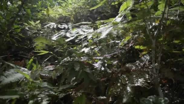 Światło Słoneczne Świecące Liście Letnim Lesie Zamknij Gęste Tropikalne Rośliny — Wideo stockowe