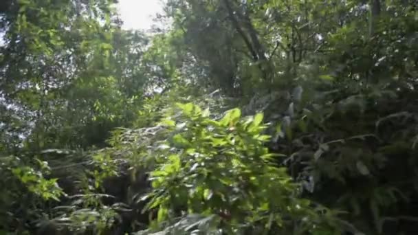 Solstråle Som Skinner Gjennom Tett Tropisk Regnskogplante Sommeren Evergreen Trær – stockvideo