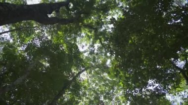 Tropikal yağmur ormanlarının arka planına bak. Güneş yaprakların arasından parlar. Büyük ağaçların gölgesinde yürürler..