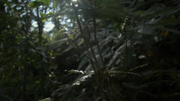 夏の森の中の葉に輝く日光 太陽の下で密な熱帯雨林の植物を閉じます ゆっくりとした動きの撮影 — ストック動画