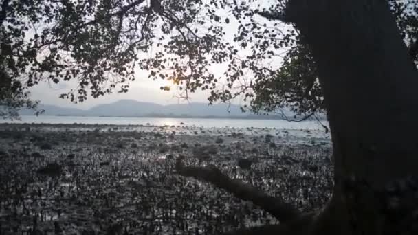 夕阳西下的落潮时 海岸在一棵大树下的景象 倾斜的镜头 全球变暖 — 图库视频影像