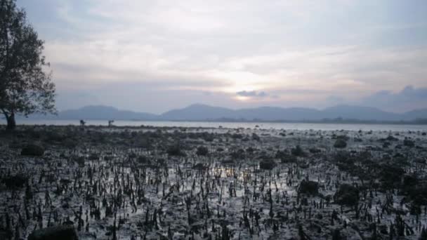 Paisaje Costa Bajo Gran Árbol Cuando Marea Baja Durante Atardecer — Vídeo de stock