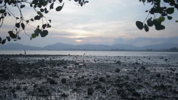 Scenery Coast Big Tree Low Tide Sunset Phuket Global Warming — Stock Video
