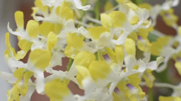 Zamknij Kilka Pięknych Żółty Kwiat Storczyk Kwitną Rosą Wody Płatkach — Wideo stockowe