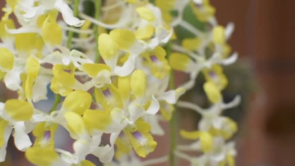 Feche Ramo Flor Amarela Bonita Orchid Está Florescendo Com Orvalho — Vídeo de Stock