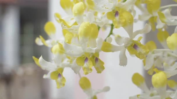 Fermer Bouquet Belle Fleur Orchidée Jaune Fleurissent Avec Rosée Eau — Video