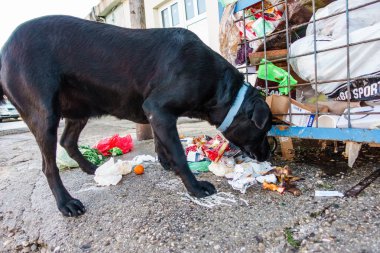 Metkovic, Hırvatistan'konteyner çöpten yemek tepsisi köpek