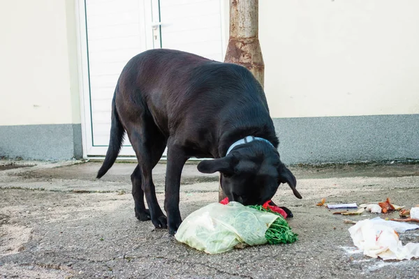 Собака ест мусор из контейнеров в Метковиче, Хорватия — стоковое фото
