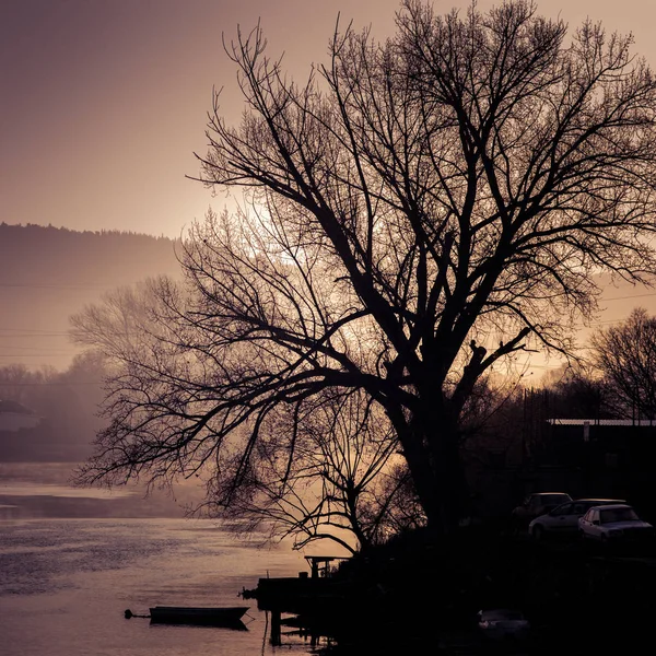 Nakna gamla träd vid floden vid solnedgången — Stockfoto