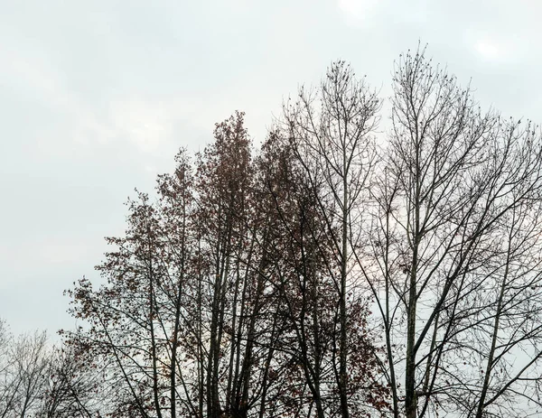 Ramos nus de uma árvore contra o céu fecham — Fotografia de Stock