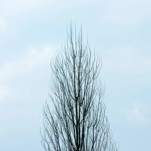 Bir ağacın gökyüzüne karşı çıplak dalları yakın çekim — Stok fotoğraf
