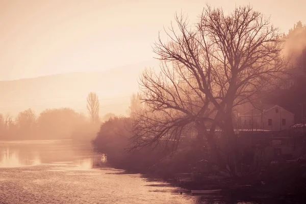 Bare old tree by the river at sunset — Stock Photo, Image