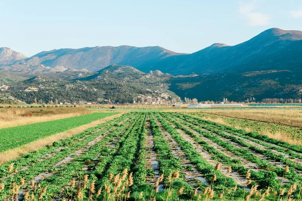 Campo verde delle colture — Foto Stock