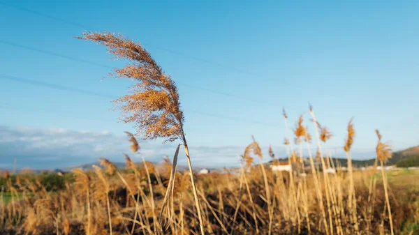 Secco invaso ondeggia carice nel vento in autunno — Foto Stock