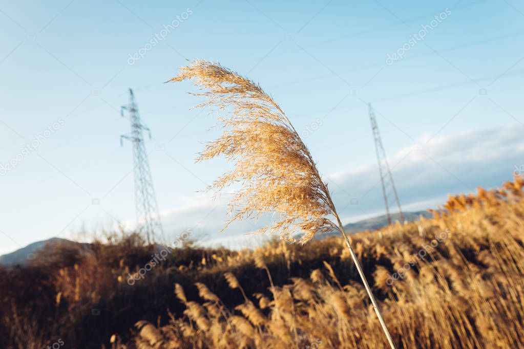 Dried overgrown sedge sways in the wind in autumn