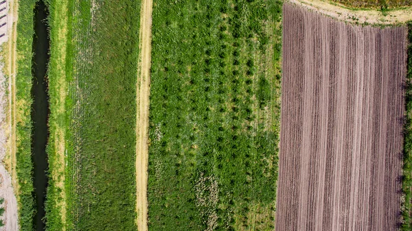 Terreni e colture fertili nel sud della Croazia nella valle di Neretva — Foto Stock