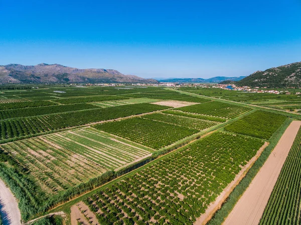 Velké plochy úrodné půdy a plodin v jižním Chorvatsku v dolní části údolí — Stock fotografie