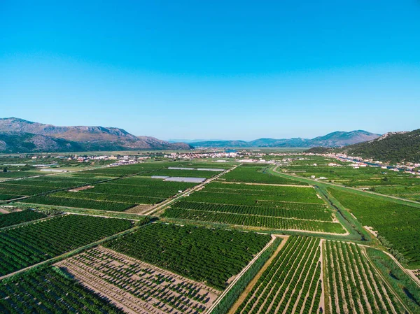 Stora områden med bördig mark och grödor i södra Kroatien i Neretva dalen — Stockfoto