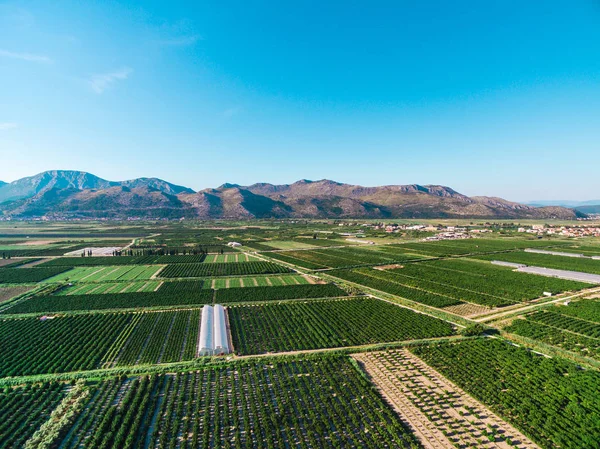 Stora områden med bördig mark och grödor i södra Kroatien i Neretva dalen — Stockfoto