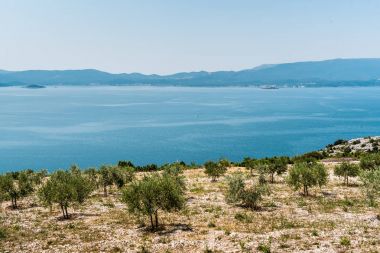 Güney Hırvatistan Adriyatik Denizi üzerinde Tepesi'nden görüntüleyin. Zeytin ekimi ön planda.