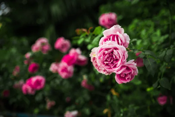 Rose rosa nel giardino verde — Foto Stock