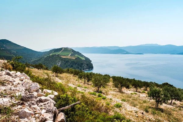 Güney Hırvatistan Adriyatik Denizi üzerinde Tepesi'nden görüntüleyin. Zeytin ekimi ön planda. — Stok fotoğraf