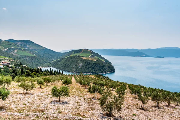 Widok ze wzgórza nad Morzem Adriatyckim, w południowej Chorwacji. Plantacji oliwek na pierwszym planie. — Zdjęcie stockowe