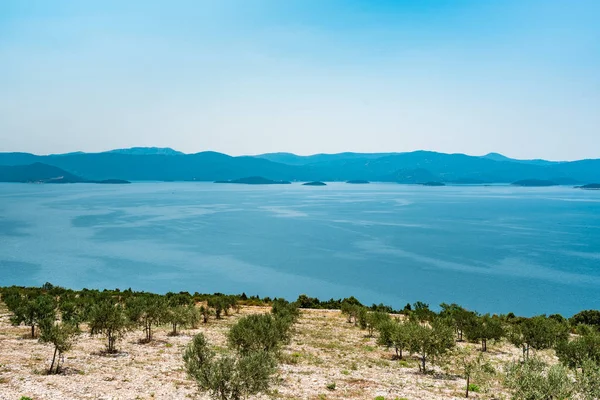 Vista desde la colina sobre el mar Adriático en el sur de Croacia. Plantación de olivos en primer plano . — Foto de Stock