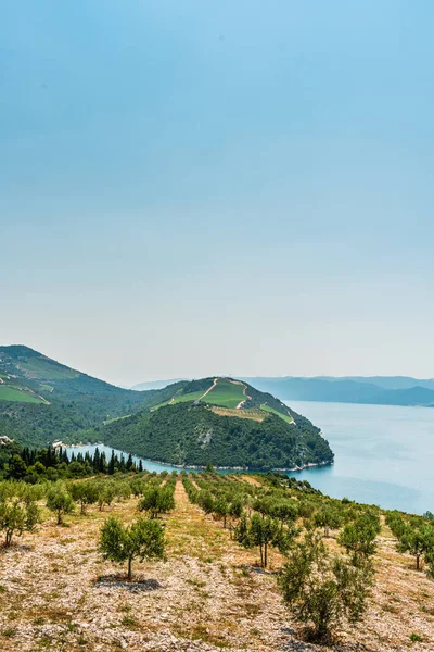 Vista dalla collina sul mare Adriatico nel sud della Croazia. L'olivicoltura in primo piano . — Foto Stock