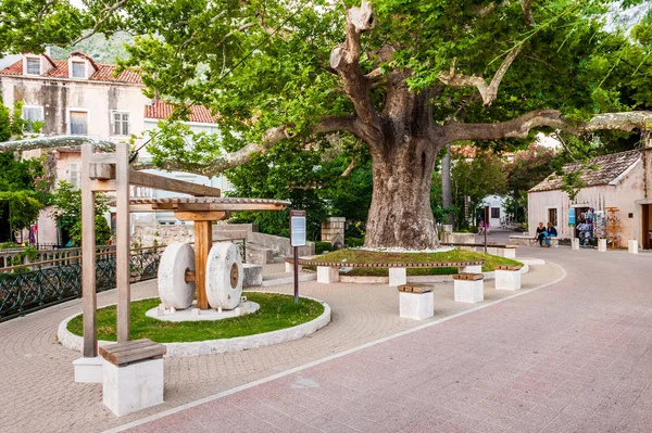 Beautiful scenes and sights in a small coastal town Mlini, next to Dubrovnik. Old planetree. — Stock Photo, Image