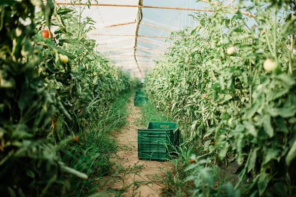 Ekolojik ve iç üreme dan taze domates hasat — Stok fotoğraf