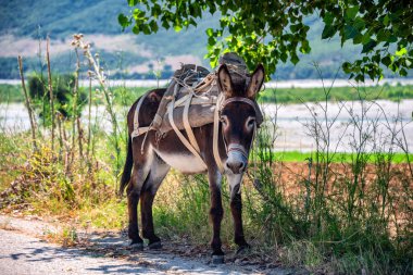 Arnavutluk 'un güneyinde ağaçta zincirli Çalışan Eşek