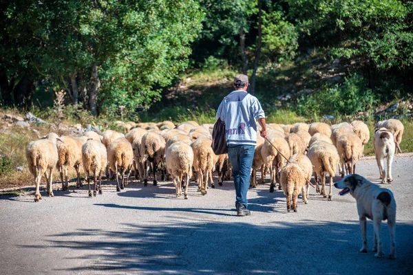 Pastor Con Sus Ovejas Camino Garganta Vikos Cerca Zagori — Foto de Stock