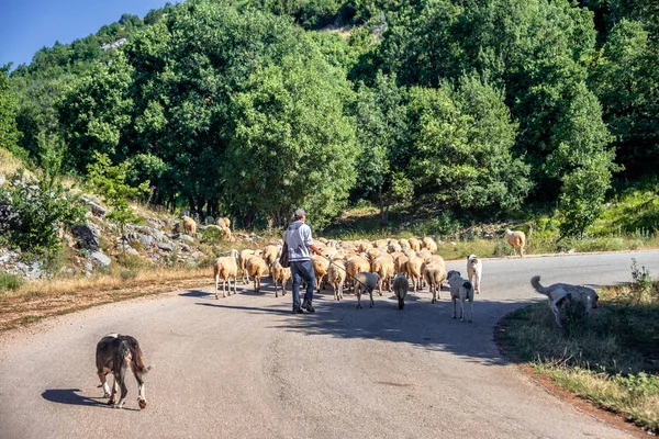 Пастух Своими Овцами Дороге Ущелье Викос Близ Загори — стоковое фото