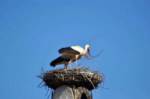 Austria Stork Nest Roof Top Rust Village — Stock Photo, Image