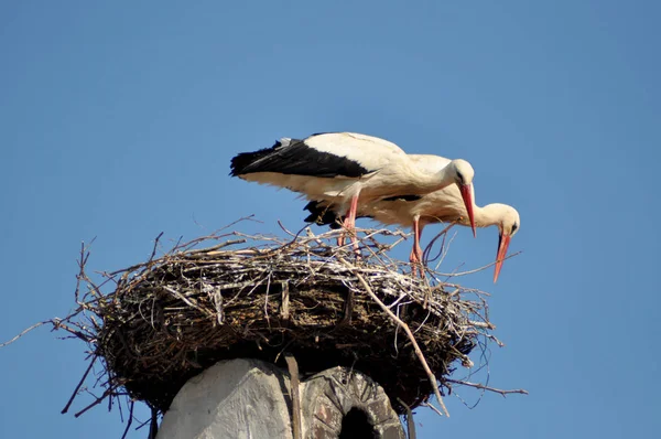 Austria Nido Cicogne Sul Tetto Del Villaggio Rust — Foto Stock