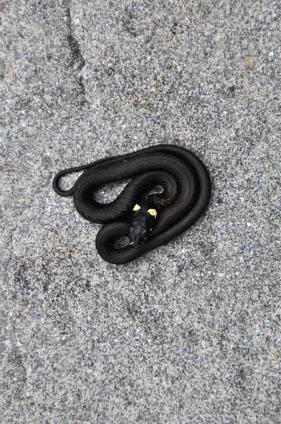 Baby Aesculap Rat Snake Zamensis Longissimus Kertben Ausztria — Stock Fotó