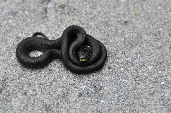 Baby Aesculap Rat Snake Zamensis Longissimus Zahradě Rakousko — Stock fotografie