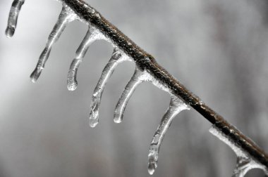 Ocak ayında yağan yağmurdan sonra donan ağaçlar ve bitkiler aniden soğuyacak.