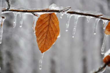 Ocak ayında yağan yağmurdan sonra donan ağaçlar ve bitkiler aniden soğuyacak.