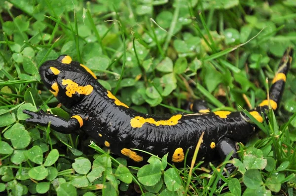 Salamandra Incêndio Vienna Wood Ambiente Natural — Fotografia de Stock
