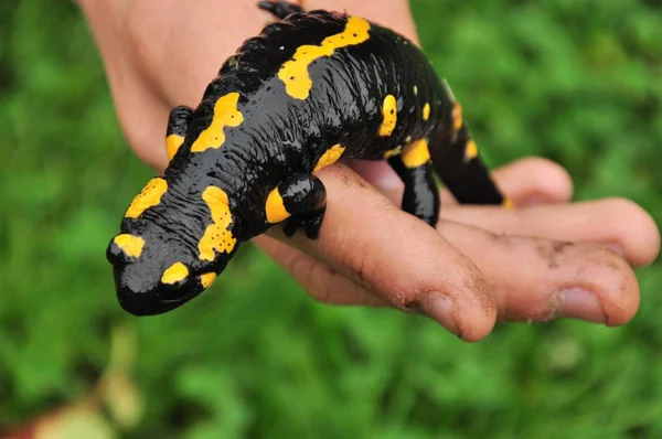 Salamandra Fogo Mão Menino — Fotografia de Stock